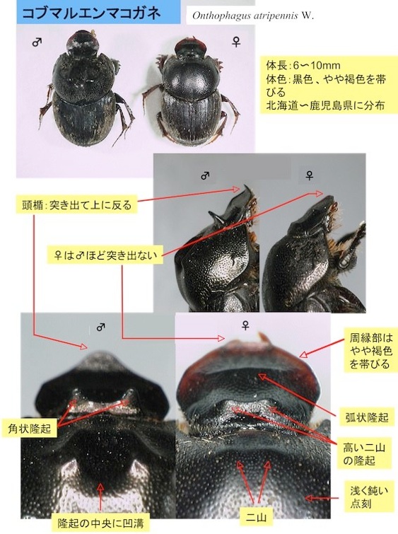 コブマルエンマコガネ